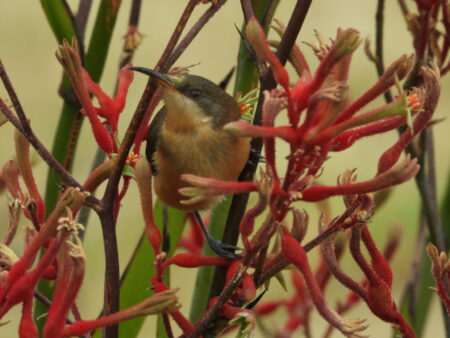 A close up of a native bird enjoying the red Kangaroo Paw flowers