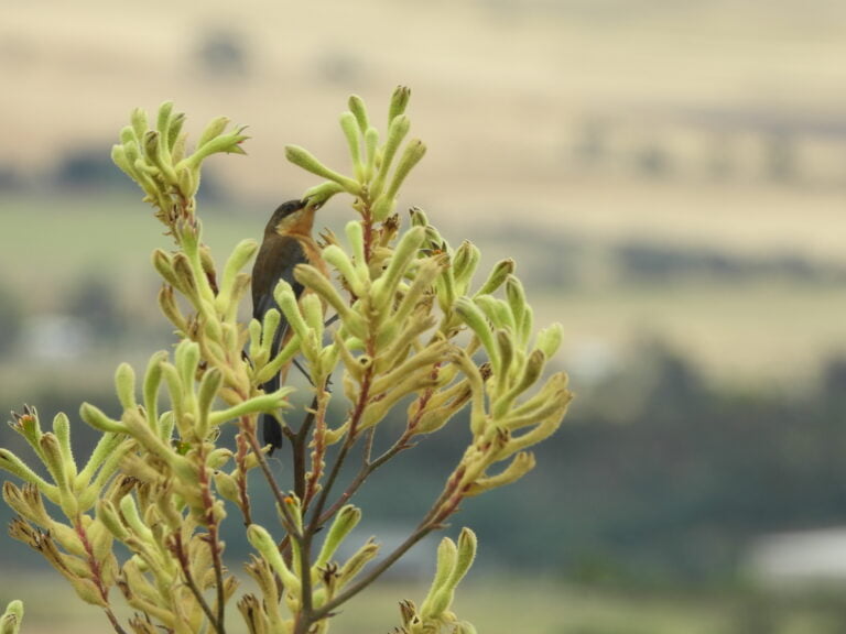 A beautiful native bird sitting amongst the yellow flower heads of Kangaroo Paw