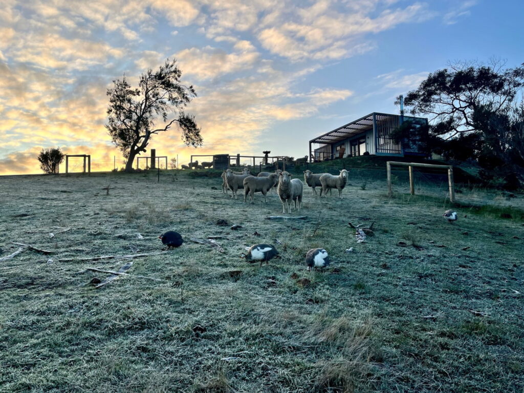 animals on the frosty lawns in the early morning light